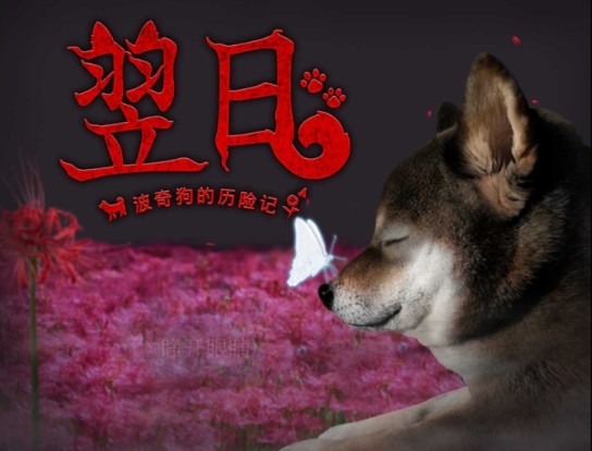 翌日波奇狗的歷險記